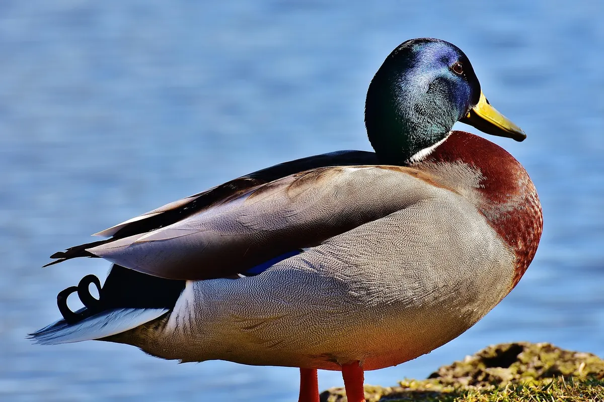 Eclipse vs Breeding Plumage: A Comparison for UK Waterfowl