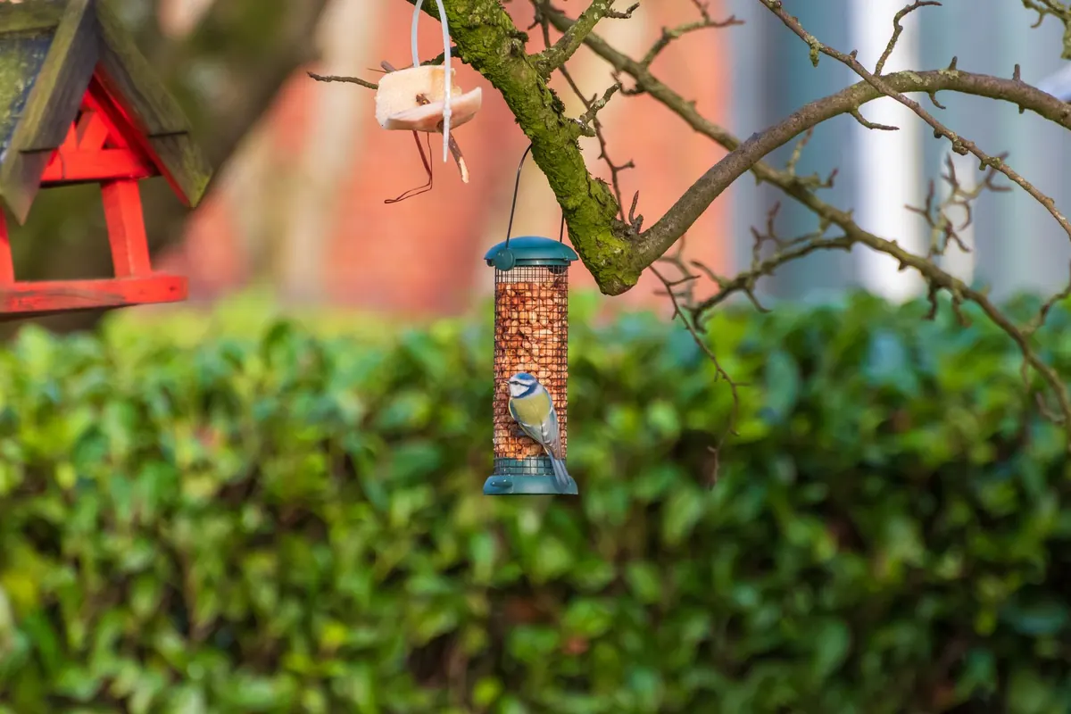 How to Identify British Garden Birds by Their Plumage: A Beginner's Guide