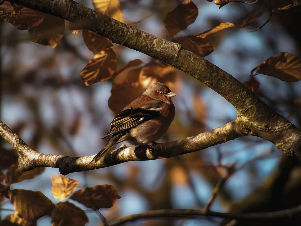 Seasonal Plumage Checklist: What to Look For in Each British Season