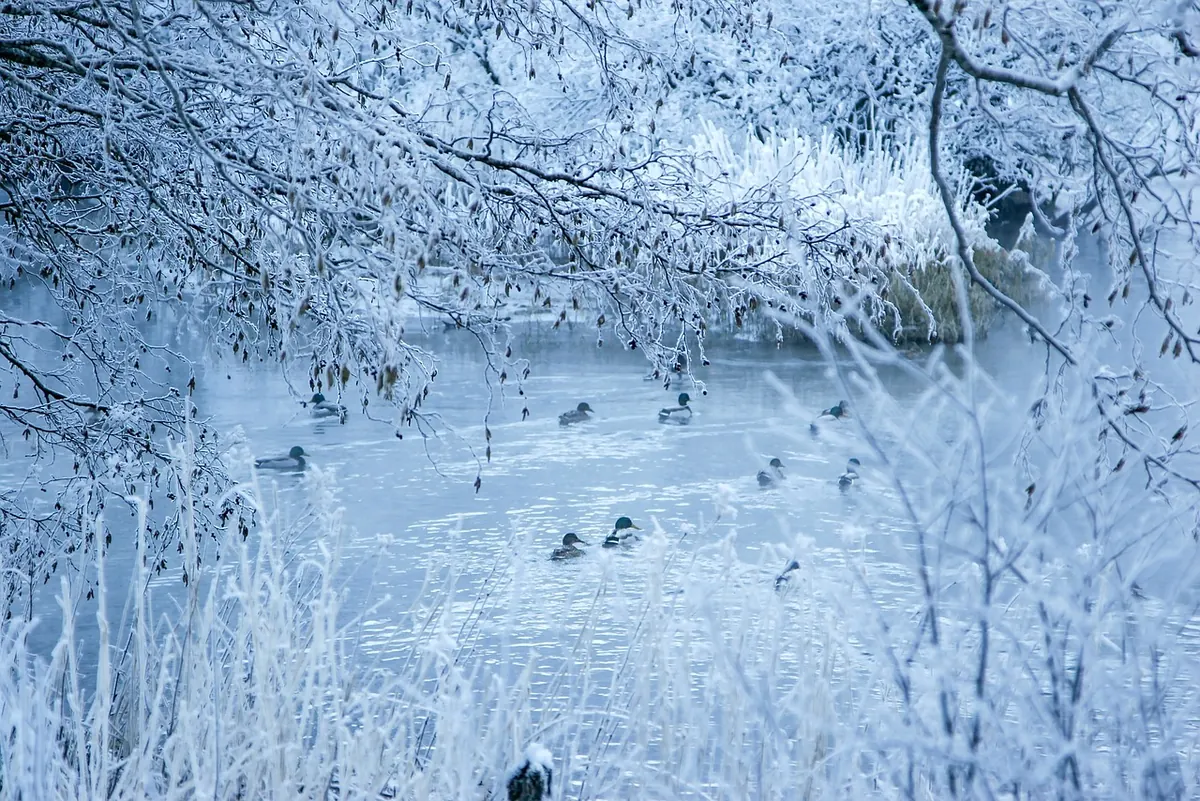 Winter Plumage in UK Wetlands: How to Identify Ducks and Waders